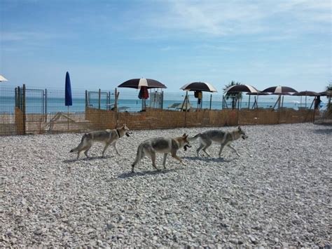 S'nigaja) is a comune and port town on italy's adriatic coast. La spiaggia per i cani a Senigallia? Un successo ...