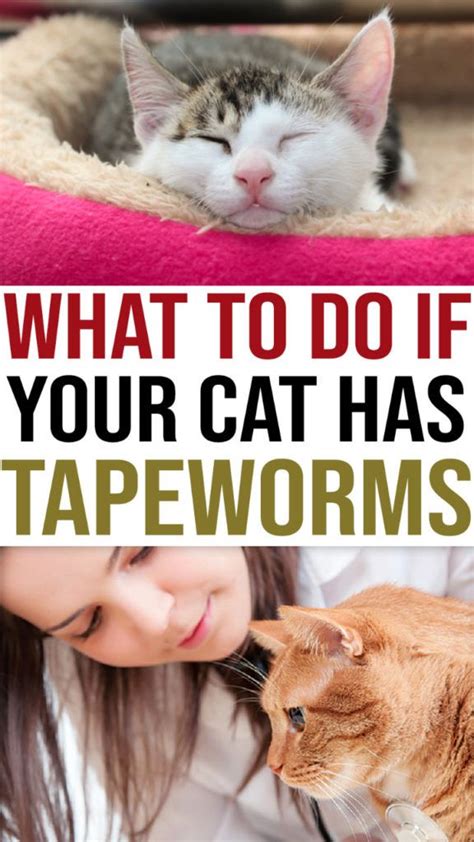 How To Get Rid Of Tapeworms In Cats In Simple Steps With Images
