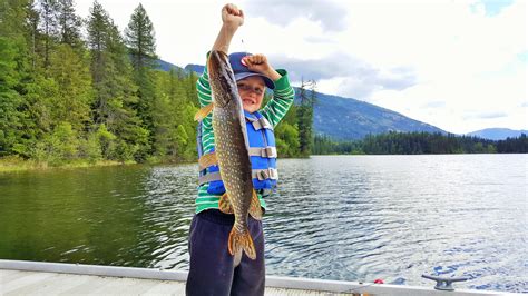 Using Smelt For Pike Montana Hunting And Fishing Information