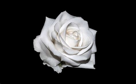 White Rose 4k Hd Wallpapers Wallpaper Cave