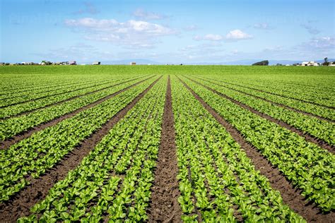 Spinach Field With Farm Harvesting Stock Photo Pixeltote