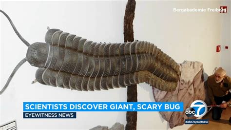 Giant Millipede Fossil Discovered In England Reveals The Biggest Bug