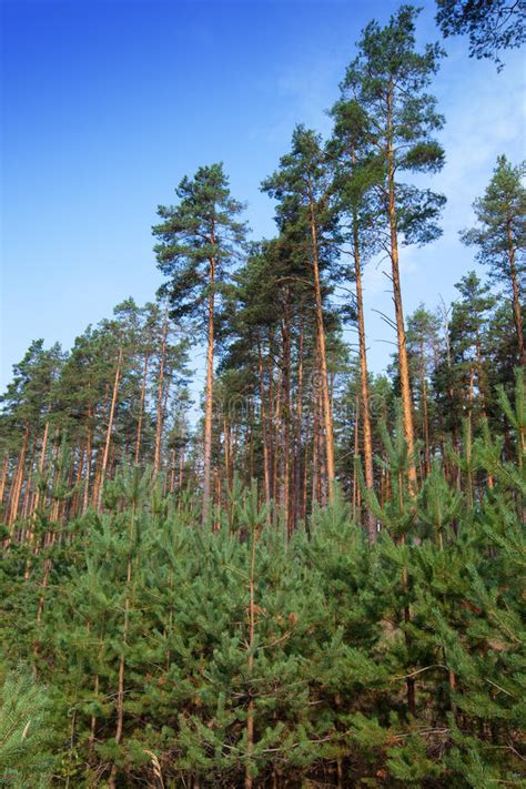 Summer Pine Forest Stock Image Image Of Needle Wood 32888945
