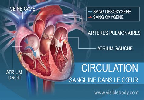 Système Circulatoire Le Cœur