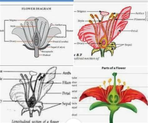 Draw A Labelled Diagram Of The Longitudinal Section Of A Flower