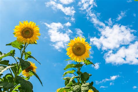 Sunflower Sunny Day Sky Blue · Free Photo On Pixabay