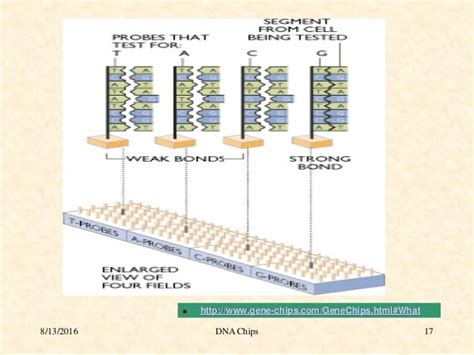 dna chips technology and utility dr yanal alkuddsi