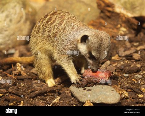 A Meerkat Feeding On A Chunk Of Meat Stock Photo Alamy