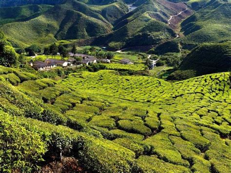 The highlands were founded by a british colonialist named sir william cameron and were named after him, and were modeled on a traditional english village. Cameron Highlands 3D2N Tour From Penang Price 2020 ...