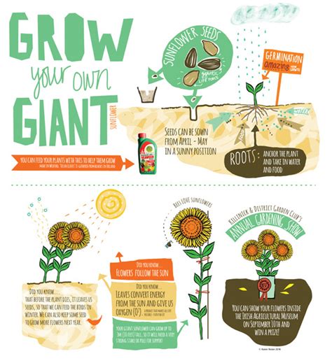 Infogram Grow Your Own Sunflower On Behance