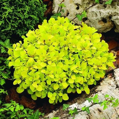 Garden bones can be artificial, such as an arbor or obelisk, or they can be a plant. Barberry Tiny Gold, Bright Sunshine Yellow Foliage, Dwarf ...