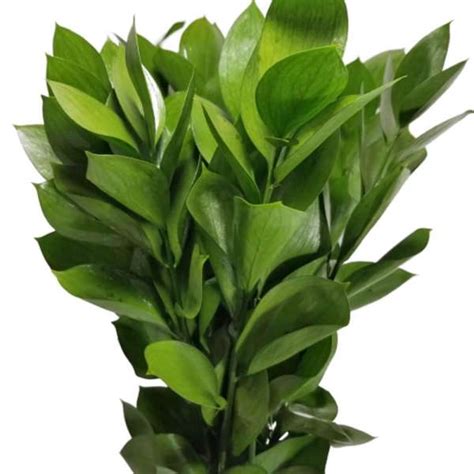 Green Ruscus X 10 Stems Flowersandservices®