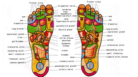 During world war ii and its aftermath, the popularity of reflexology waned. What is Foot Reflexology - Foot Massage And Benefits - How ...