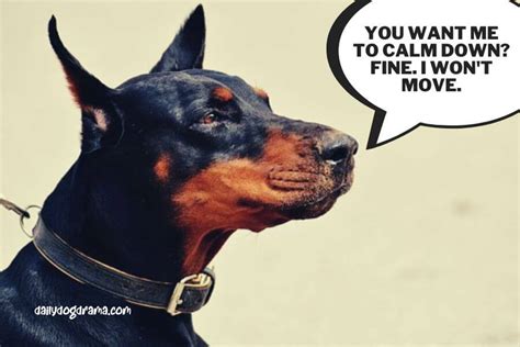 Pros And Cons Of Neutering A Doberman Pinscher Dog Care Tips And