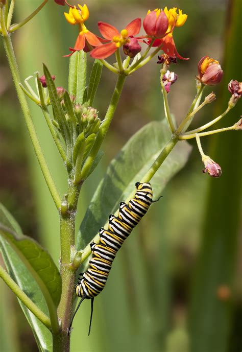 Many Many Monarch Caterpillars Gottlieb Native Garden