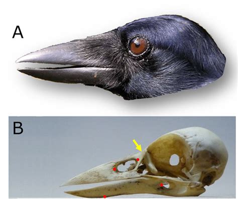 Beak Or Tool California Academy Of Sciences
