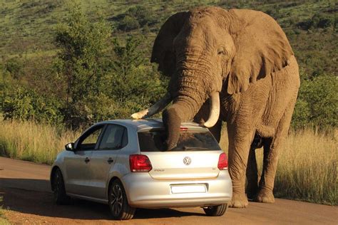 Elephant Vs Car