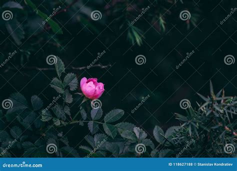 Rose Flower In Dark Forest Stock Photo Image Of Background 118627188