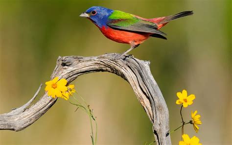 Beautiful Birds Wallpapers Hd Cute Colorful Bird 1600x1000