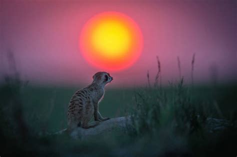 1060543 Sunlight Animals Depth Of Field Sun Meerkats Darkness