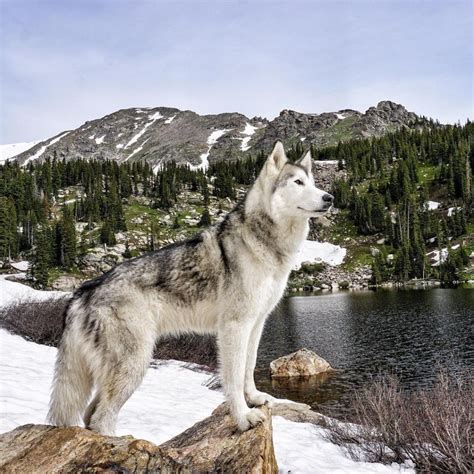 Wolf dog breeds under 40 lbs. This Man's Wolf Hybrid Rarely Sets A Paw Indoors (The ...