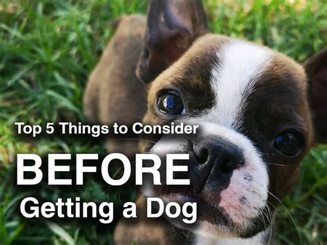 Top 5 Things To Consider Before Getting A Dog Canine Hq