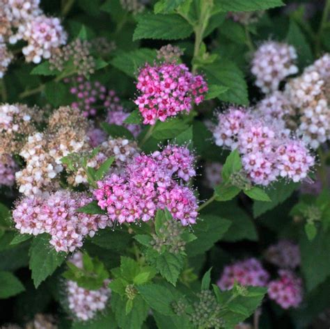 Identification Identifying These Pink And White Flowers Gardening