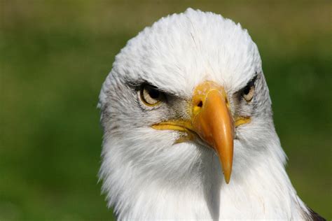 Bald Eagle Front View By Drodriguezphotos On Deviantart