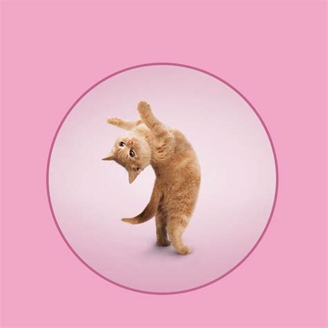 Gymnast Cat Cute Cats And Dogs Animals And Pets Cats And Kittens