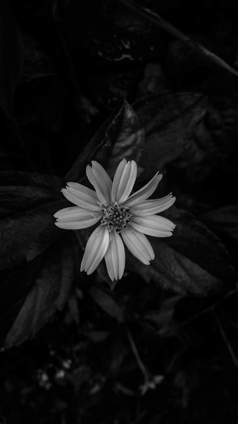 Free Stock Photo Of Beautiful Flowers Black And White Flower Garden