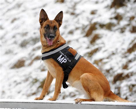 Are German Shepherd Are Most Powerful Dogs