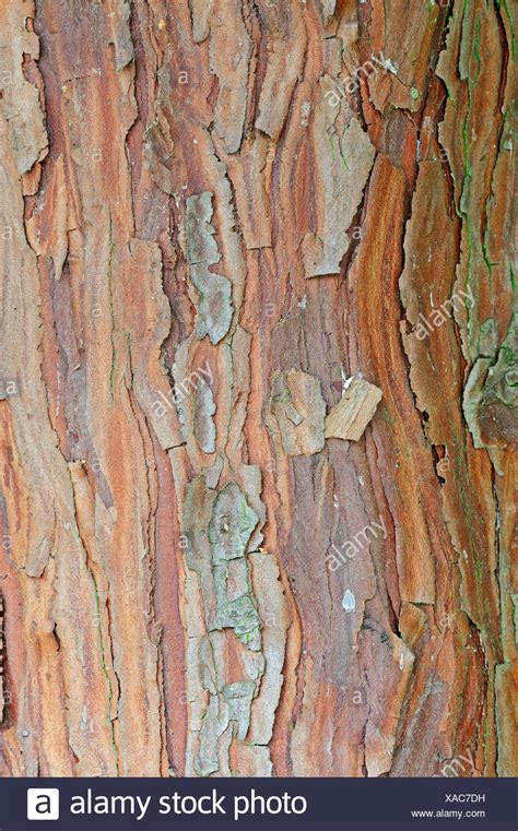Cedar Tree Of Life Thuja Occidentalis Bark Occurrence