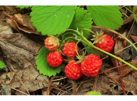 5 Common Edible Summertime Berries In The Chesapeake Alliance For The