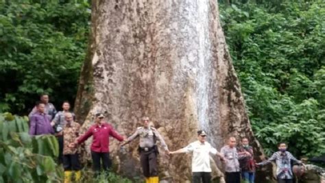Pohon Terbesar Di Dunia Ternyata Ada Di Indonesia Usianya Sudah Tahun