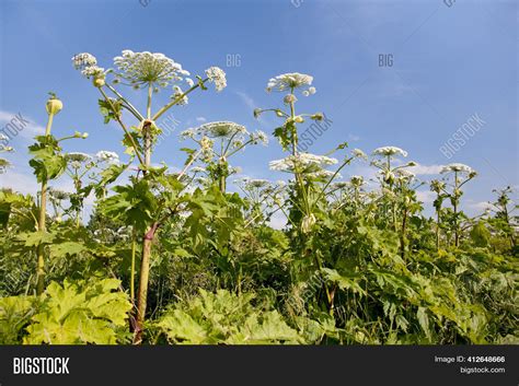 Giant Hogweed Sunlight Image And Photo Free Trial Bigstock