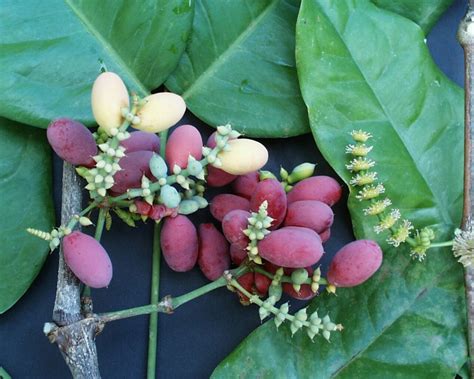 plantae: TUMBUHAN BERBIJI (SPERMATOPHYTA)