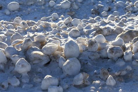 Snow Frost And Wind Create Irregularly Shaped Ice Balls On The Shores