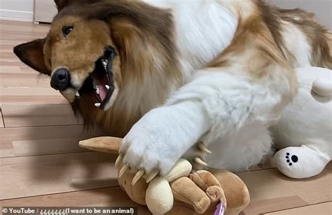 Japanese Man Who Wears Collie Dog Costume Reveals None Of His Friends