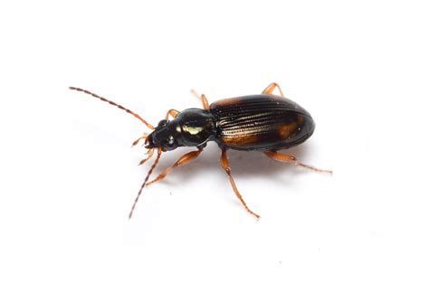 An Introduction To Ground Beetles Beneficial Predators On Your Farm