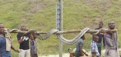 Eish Massive Python Turns Heads On South African Highway Sapeople