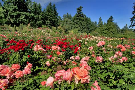 For this reason, portland is called the city of roses. Top 10 Portland Attractions