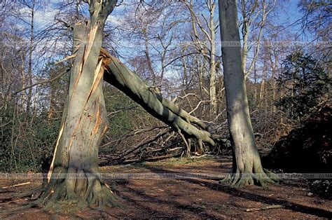 British Isles Habitats And Landscapes