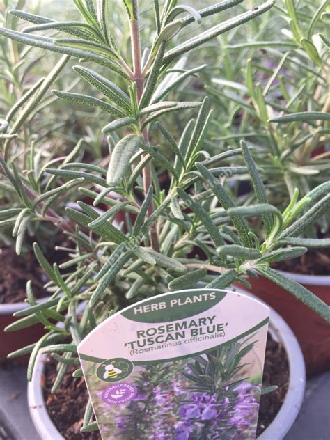 Rosemary Tuscan Blue Salvia Rosmarinus Buy From Norfolk Herbs