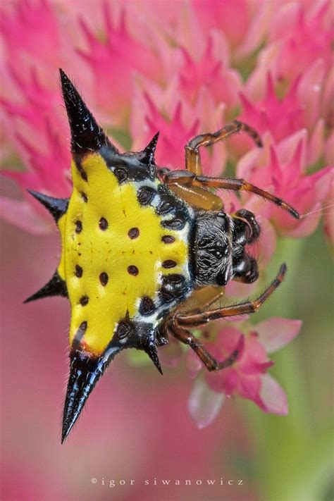 A Spiny Orb Weaver Genus Gasteracantha From Singapore Insects
