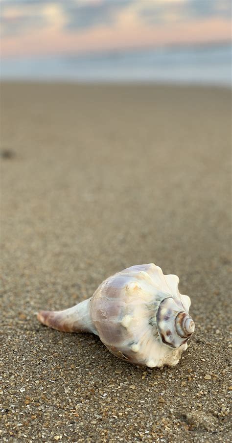 A Guide To Shelling On The Outer Banks Twiddy Blog