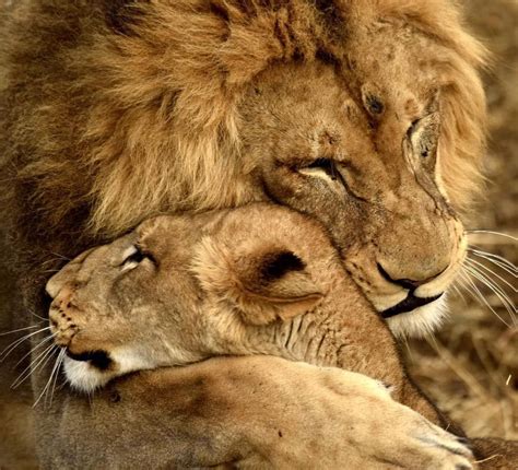 Cincinnati Zoo On Instagram Hugs Happy Caturday From African Lion
