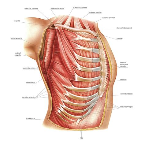 Muscles Of The Thorax Photograph By Asklepios Medical Atlas Sexiz Pix