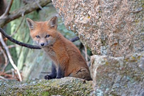 Free Images Animal Wildlife Fauna Red Fox Vertebrate Dog Like