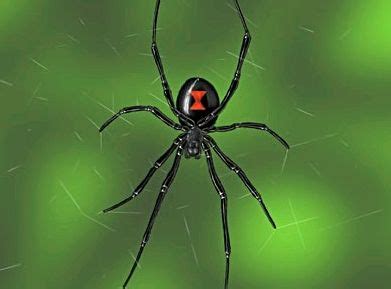 Black widow spiders are united state's most dangerous, poisonous and potentially deadly spider. black widow spider | Black widow spider, Widow spider, Spider