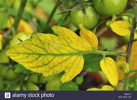 If you're sure of a magnesium deficiency, try a homemade. Tomato Plant Yellow Leaves Purple Veins | Cromalinsupport